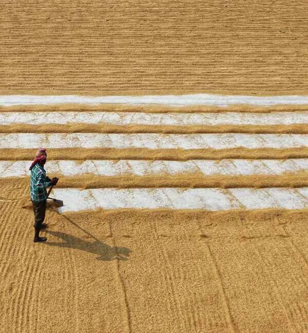 Grain and Paddy Drying