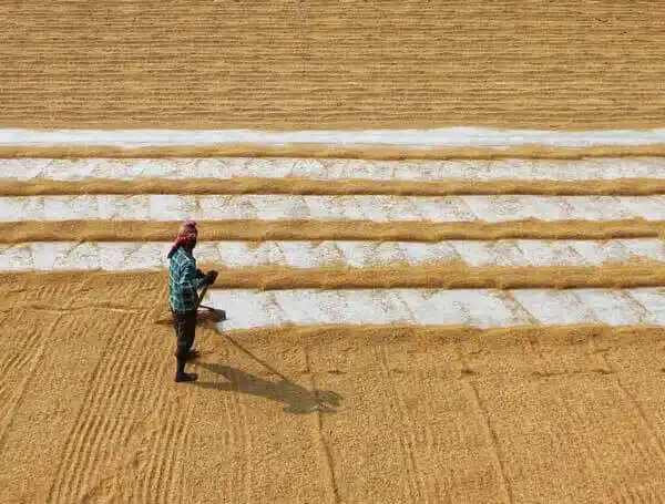 Grain & Paddy Dryer